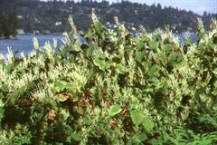 علف هفت بند ژاپنی